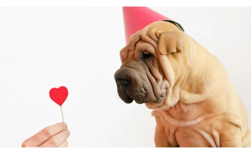 Perro con gorrito. Foto: Pexels/Anna Shvets