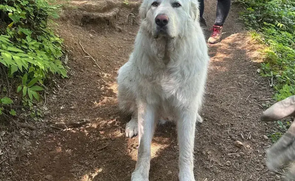 Al igual que los humanos, los perros pueden desarrollar callos por exposición continua a superficies ásperas.