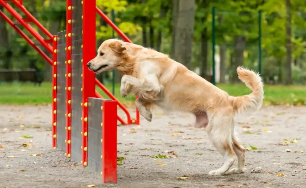 Mantén a tu perro activo con paseos diarios