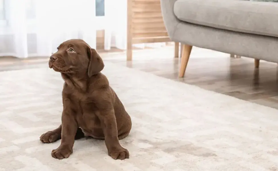 perro haciendo pipi en la sala. Foto: Envato/regbyietr4