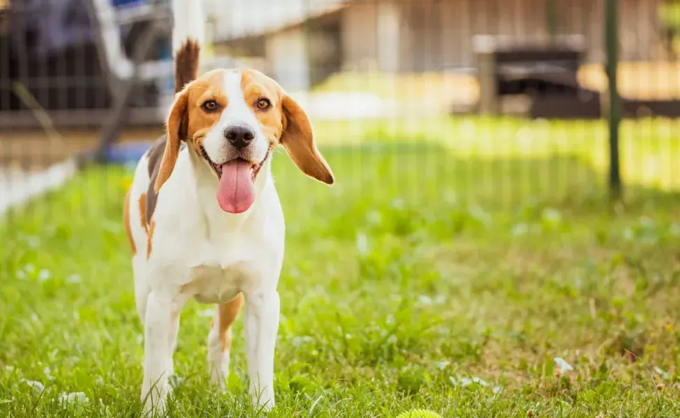 Los perros pueden relamerse y sacar la lengua cuando ven o huelen comida