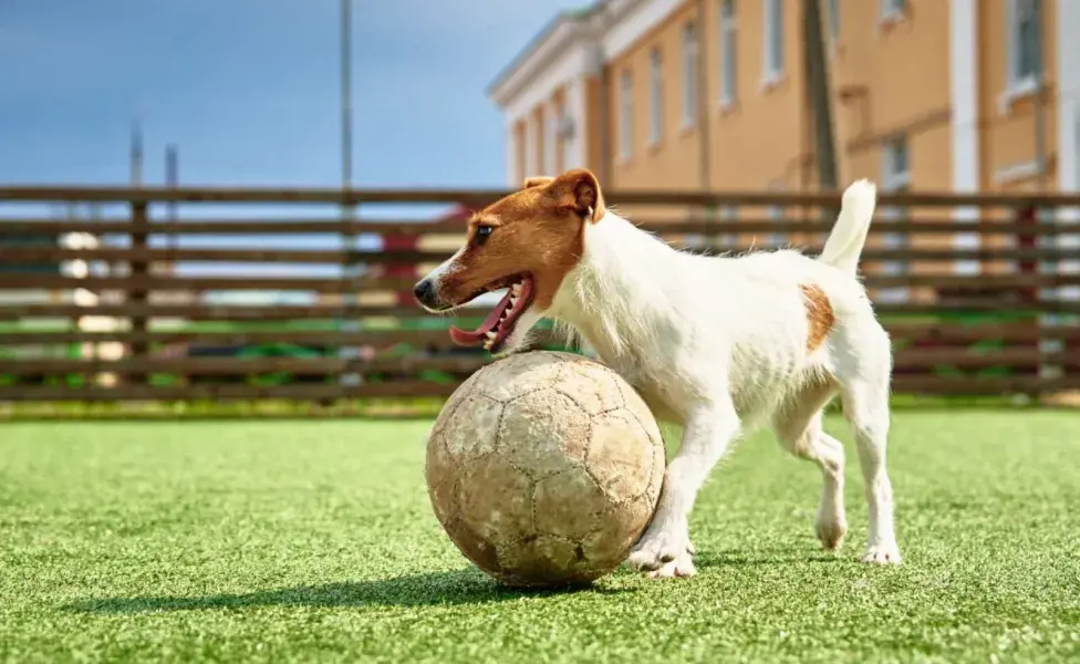 Cuando los perros están jugando, sus ladridos pueden ser cortos y repetitivos.