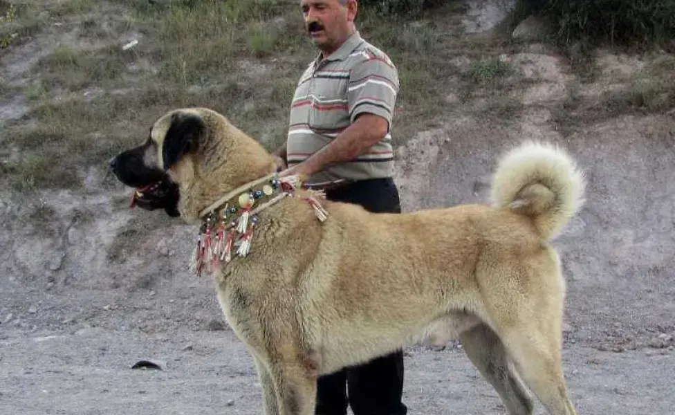 perro kangal con su dueño. Foto: Facebook