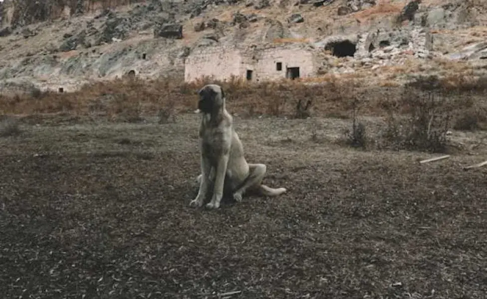 perro kangal sentado. Foto: Pexels/Leo Arslan