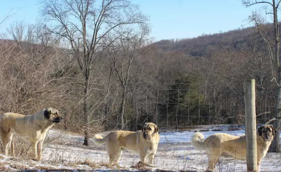 Perro kangal turco en la granja. Foto: Envato/ wirestock