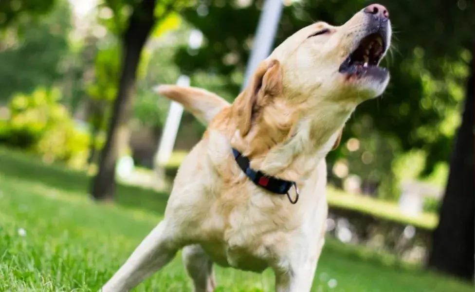 la vocalización excesiva en los perros es a menudo un signo de miedo o inseguridad.