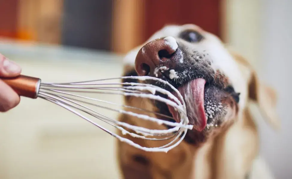 Esto es especialmente importante para perros con alergias alimentarias o sensibilidades digestivas