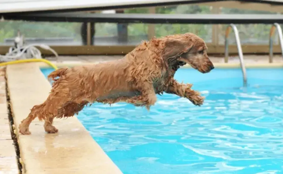 Estos perros también fueron criados para trabajar en terrenos húmedos