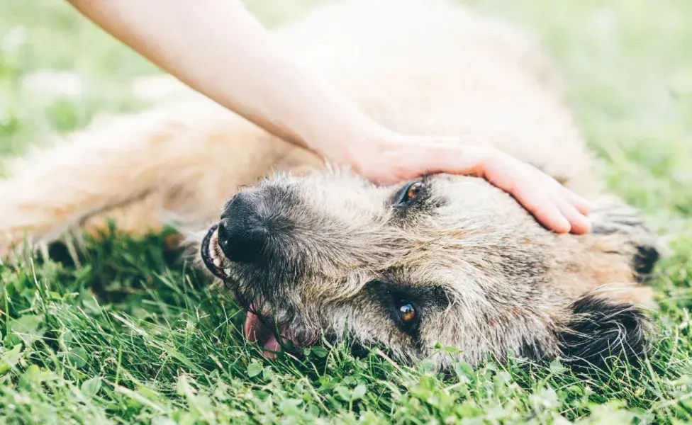 El golpe de calor es una condición peligrosa que se presenta cuando el cuerpo del perro no puede regular su temperatura.