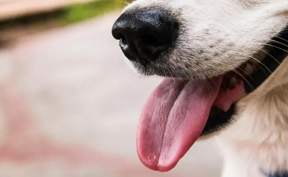 Perro con la lengua de fuera. Foto: Pexels/ Sibi Mathew