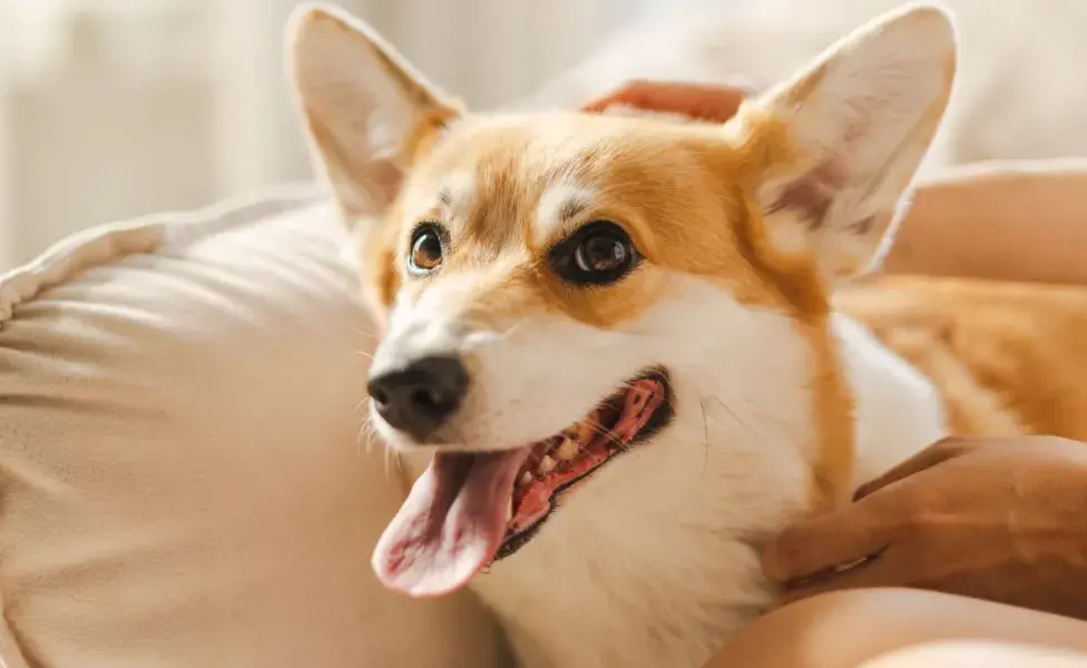 Los perros pueden jadear de manera excesiva cuando están experimentando dolor.