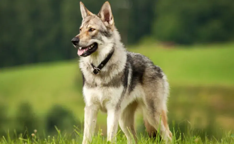 Los perros lobo checoslovacos tienen una complexión, pelaje y movimientos muy similares a los de un lobo. Foto: Envato/gty4