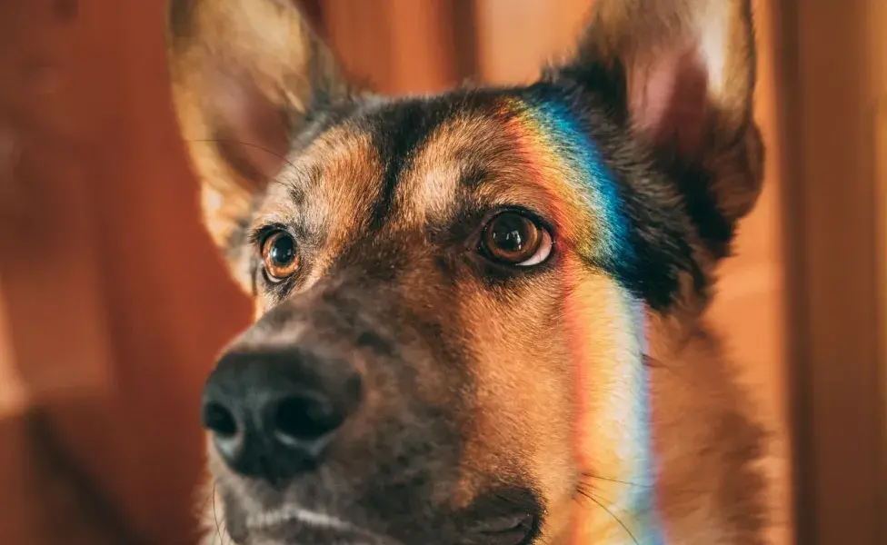 los perros carecen de la capacidad de distinguir el rojo y el verde.