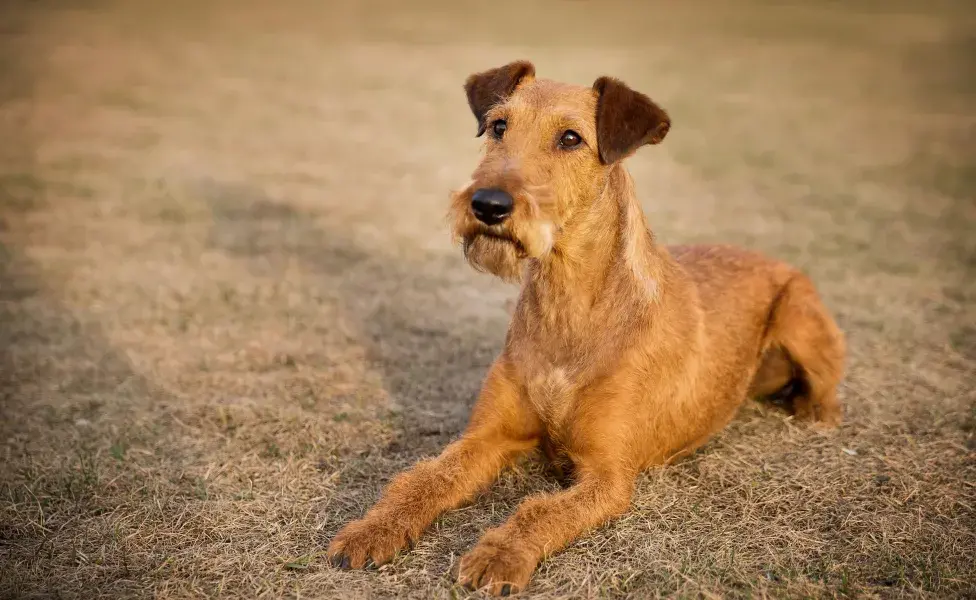 Técnicamente, un perro macho puede embarazar a una hembra mientras sea fértil.