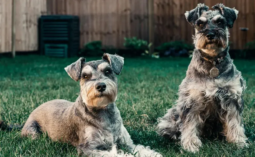 Los perros no pelean sin motivo, eso siempre tenlo en cuenta.