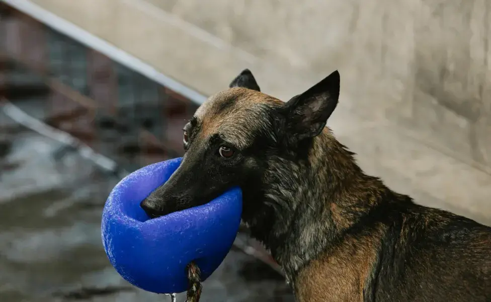 Si tu perro muerde todo, aprende a decirle 'no'.