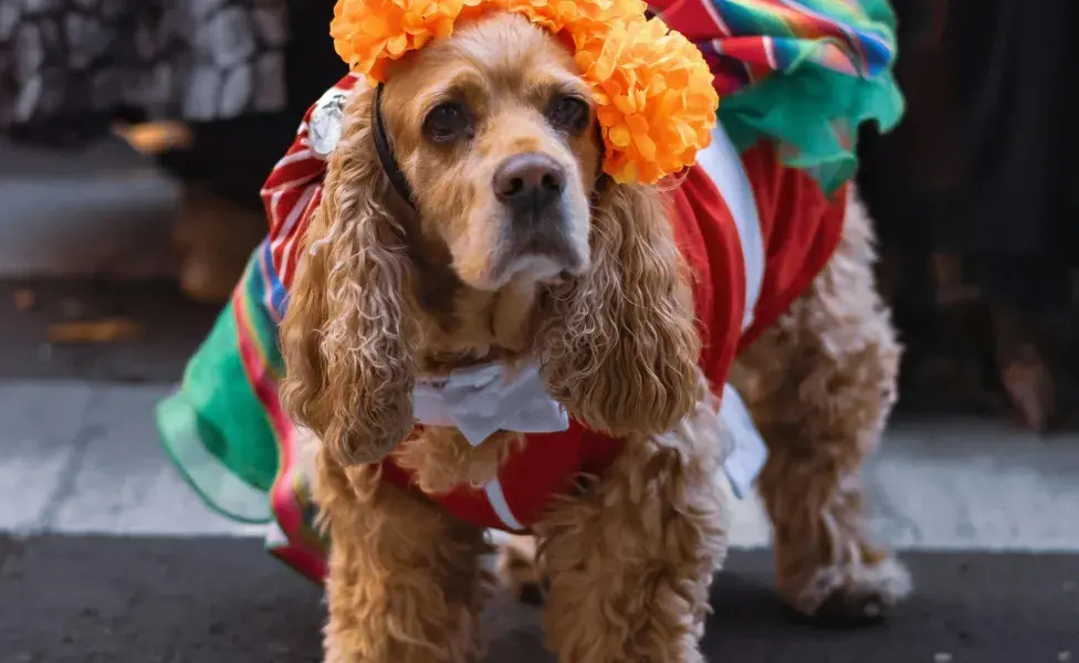 Las mascotas son las "familias elegidas".