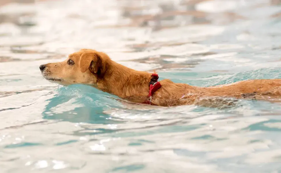 El agua puede alterar significativamente la percepción sensorial de un perro.