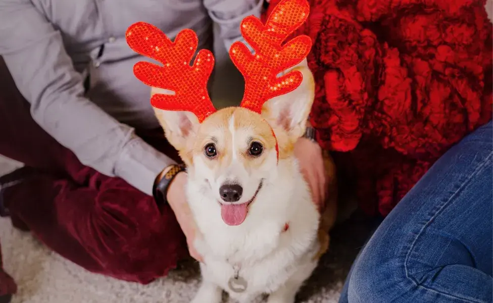 La mejor manera de evitar problemas es mantener la flor de nochebuena fuera del alcance de tu mascota.