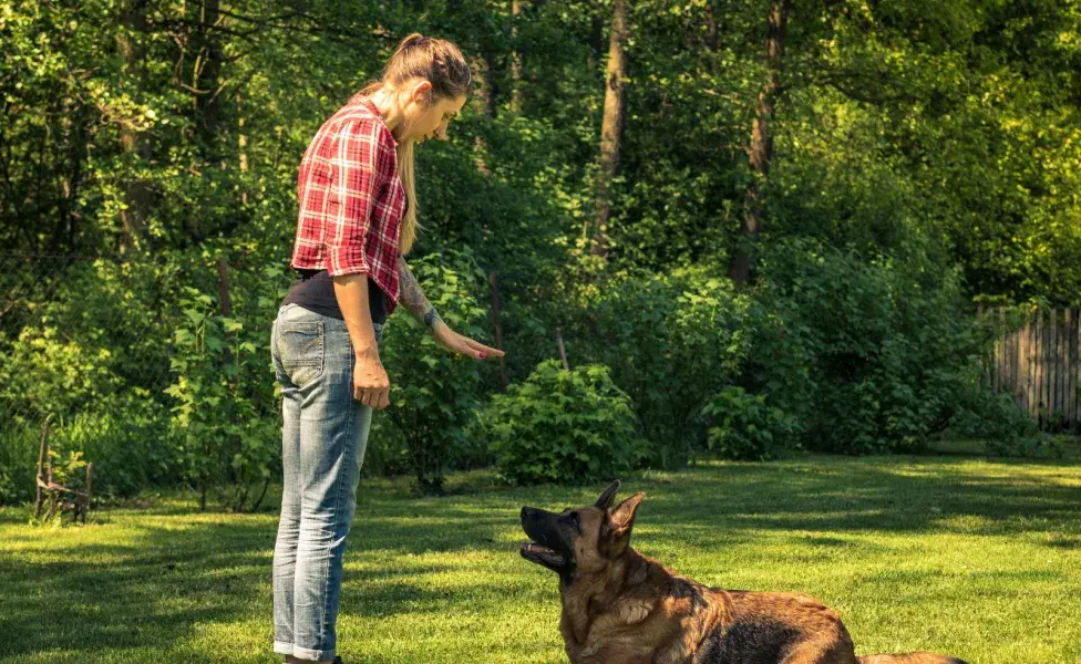 si quieres que tu perro se siente, debes darle una recompensa cada vez que siga tu orden. 