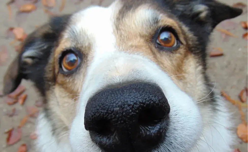 Una dieta equilibrada juega un papel crucial en la salud general de los perros