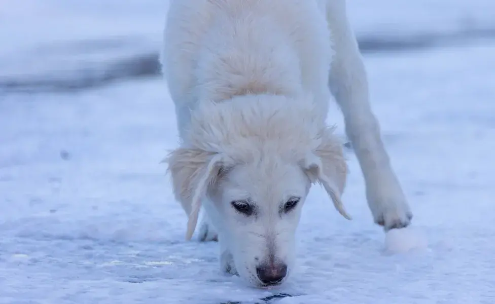 Este comportamiento también ayuda a establecer vínculos de comunicación entre los perros.