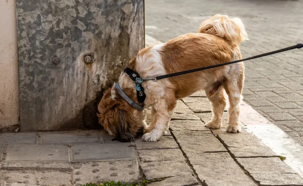 Permitir que un perro tenga el tiempo de oler durante sus paseos puede ser beneficioso 