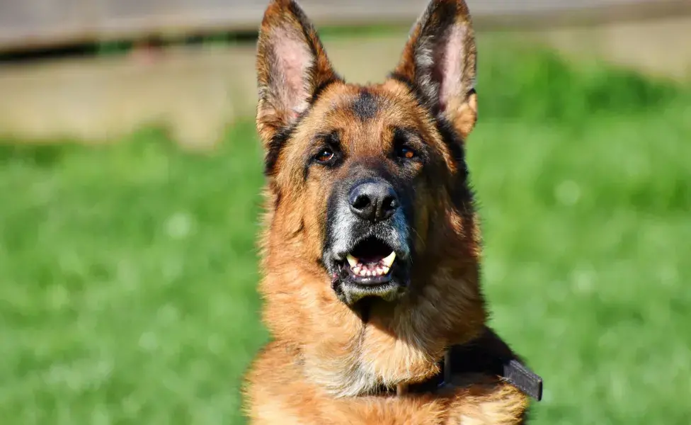 Aunque tienen una gran habilidad para escuchar, los perros también son sensibles a ruidos fuertes