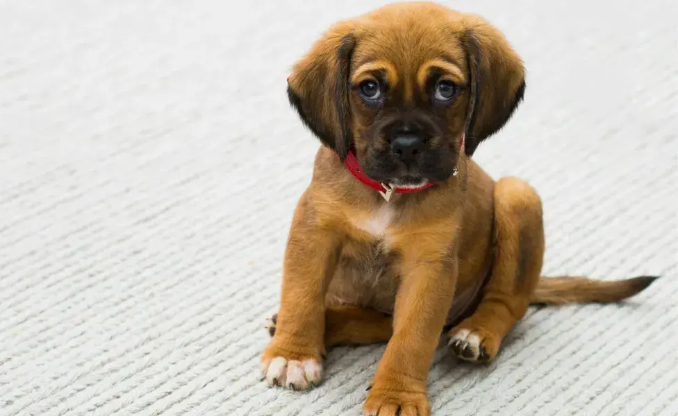 Si tu perro orina mucho, puede ser diabetes o problemas renales, entre otros.