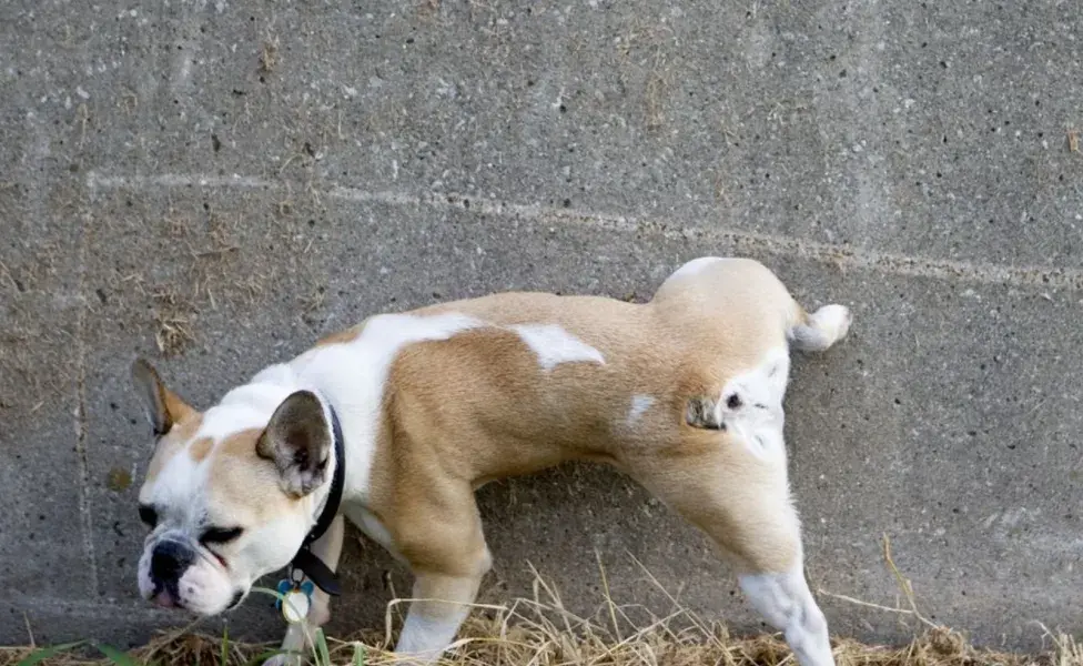 Establece horarios regulares para sacar a tu perro a hacer sus necesidades.