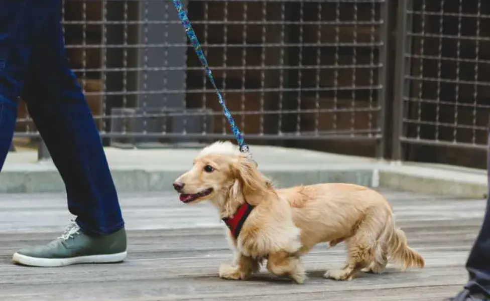 Perro paseando con su dueño. Foto: Envato/jennimareephoto