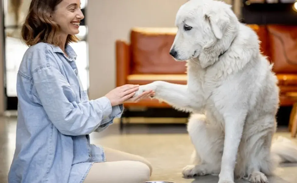 Un estudio realizado en 2022 analizó la actividad cerebral de varios perros mientras se les hablaba en dos idiomas distintos.