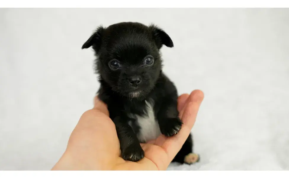 Cachorro en la mano de una persona. Foto: Pexels/Clarissa Roley