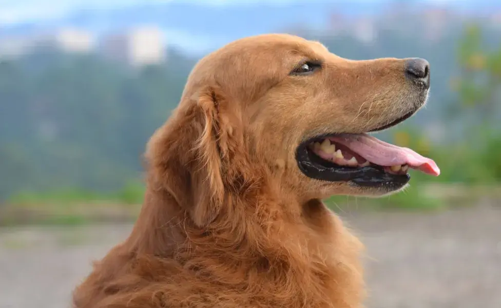 Un perro que lame de manera excesiva podría estar tratando de aliviar alguna incomodidad 