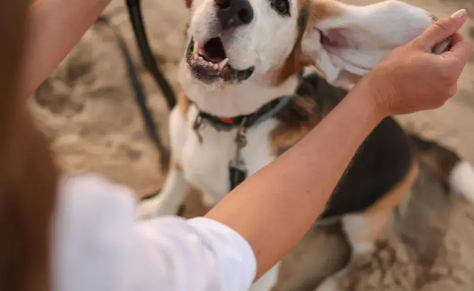 Perrito sentado en la arena. Foto: Pexels/Valeria Boltneva