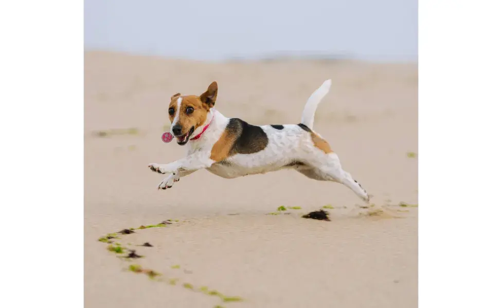 Perro corriendo por la playa. Foto: Pexels/Diogo Miranda