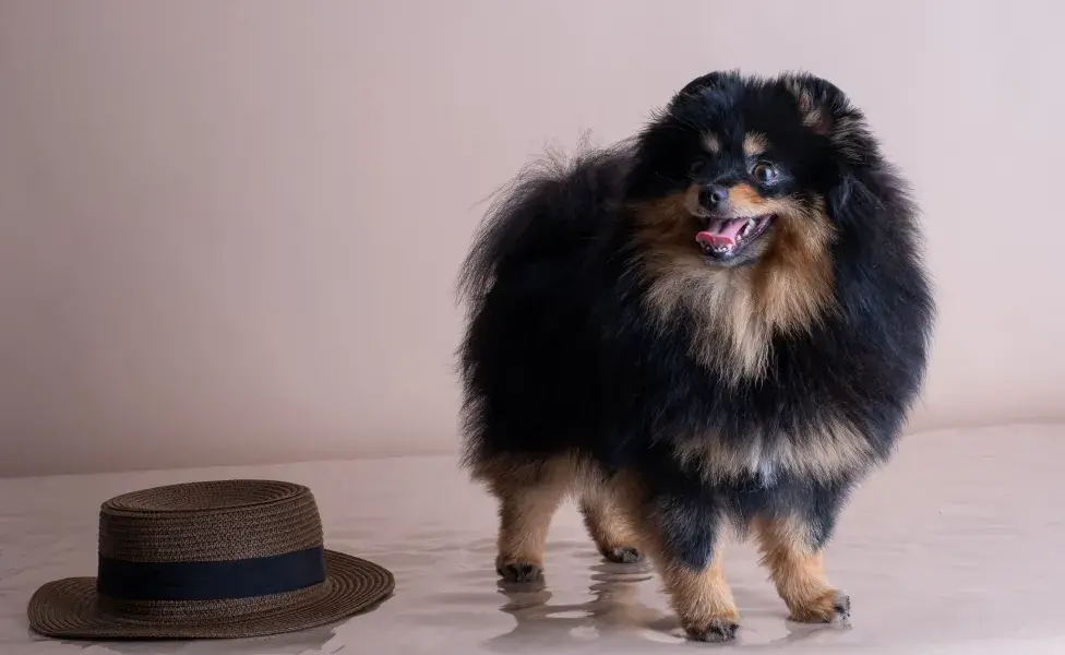 El Pomerania, también conocido como "perro esponjoso", es un compañero ideal