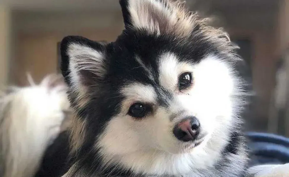 perro pomsky viendo a la camara. Foto: Envato/qyekn