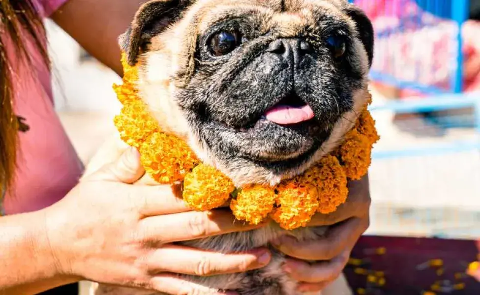 perro pug con collar en el cuello. Foto: Envato/travellersnep