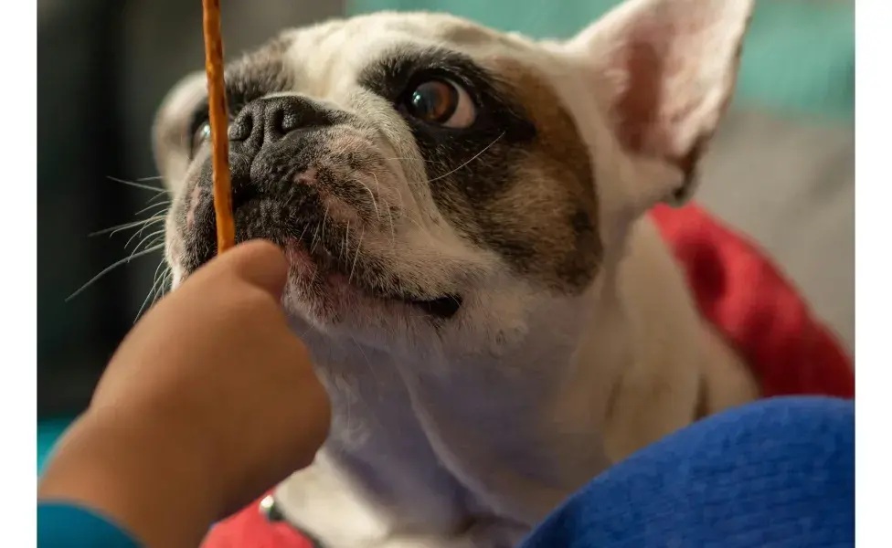 Perro viendo con ojos de amor a su dueño. Foto: Pexels/Fabian Köhler