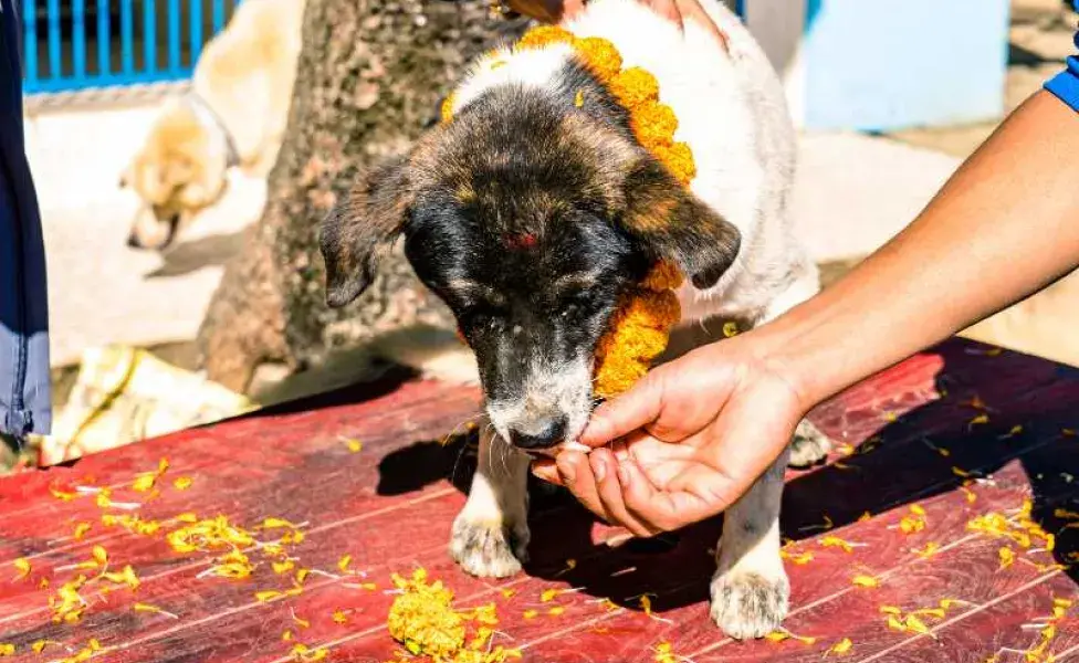 perro recibiendo comida festival kukur tihat. Foto: Envato/travellersnep