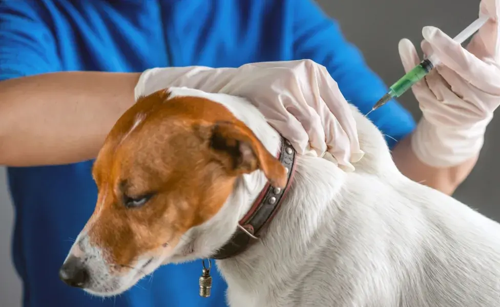 Cuando tu perro alcanza el año de edad, necesitará refuerzos anuales o trienales.