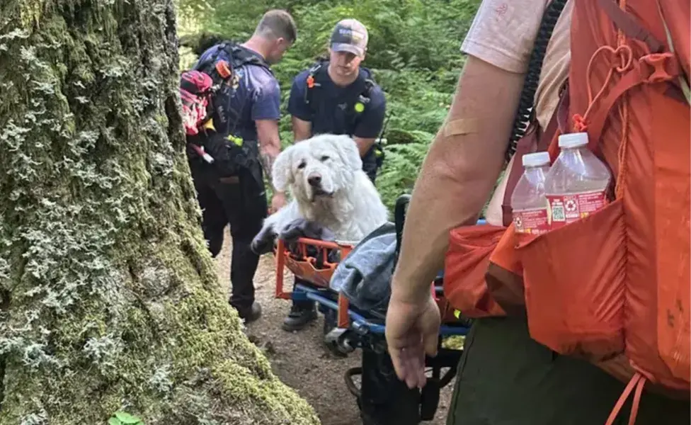 Los rescatistas descubrieron que las patas del perro estaban lesionadas y llenas de cortadas