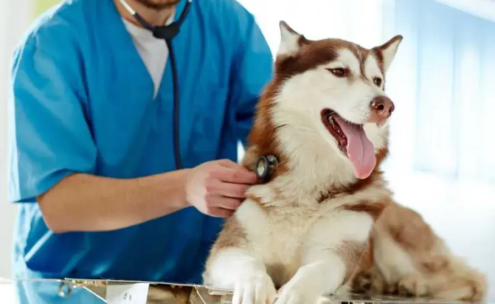 perro en el veterinario. Foto: Envato/Pressmaster