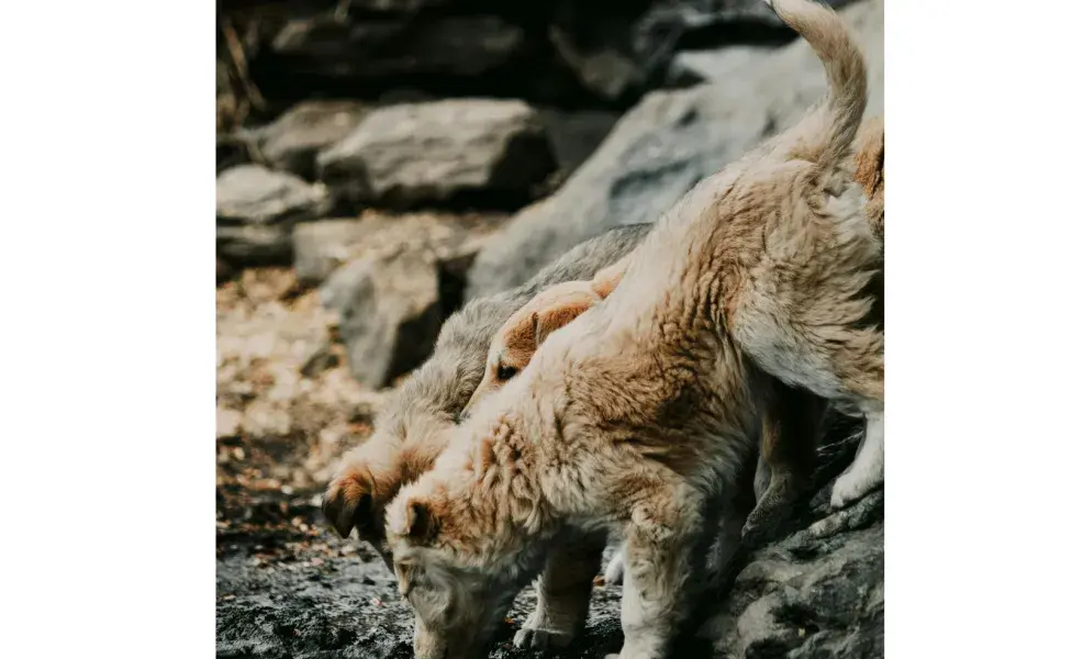 Los perros se revuelcan en cosas de olores fuertes para cuidarse de los depredadores.