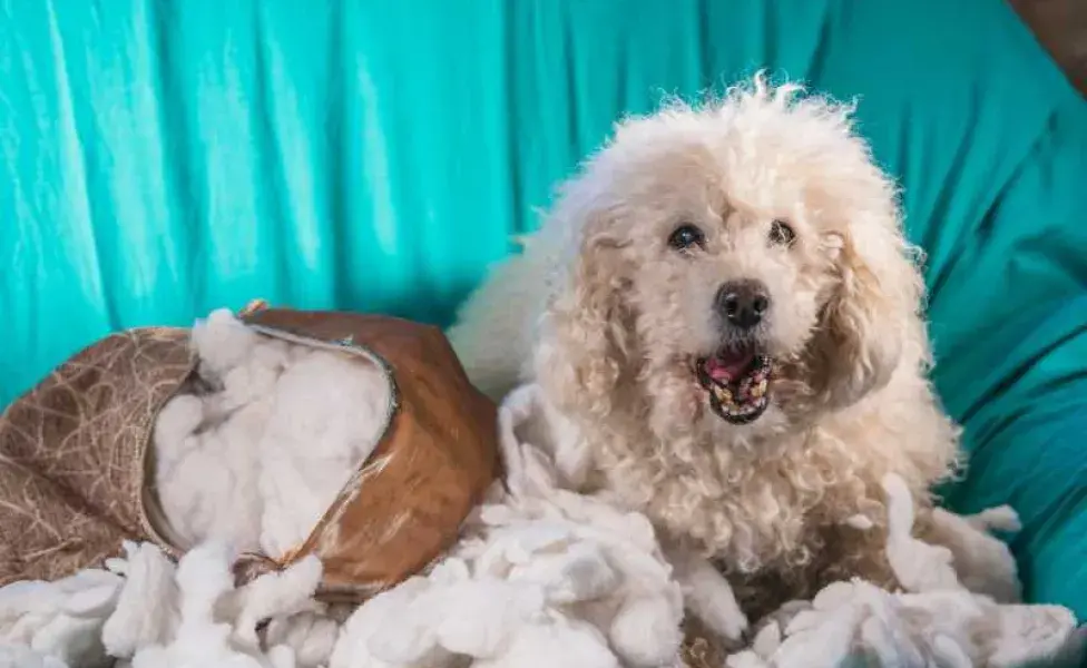 perro rompiendo el sillón. Foto: Envato/wirestock