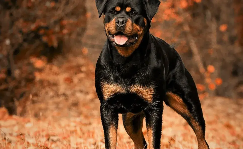 El rottweiler es otro perro que con frecuencia es percibido como agresivo o peligroso