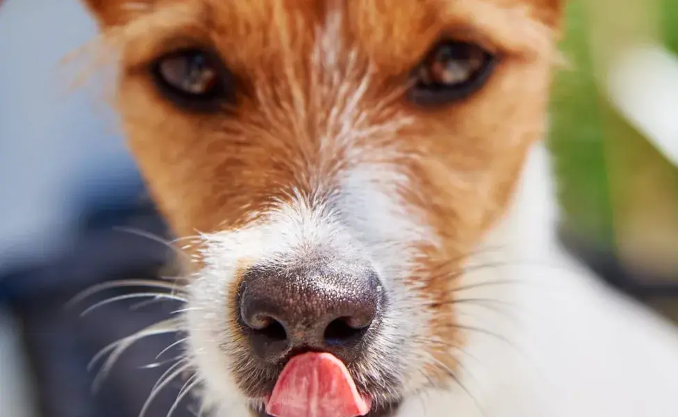 Un perro que saca la lengua constantemente puede estar señalando un problema de salud