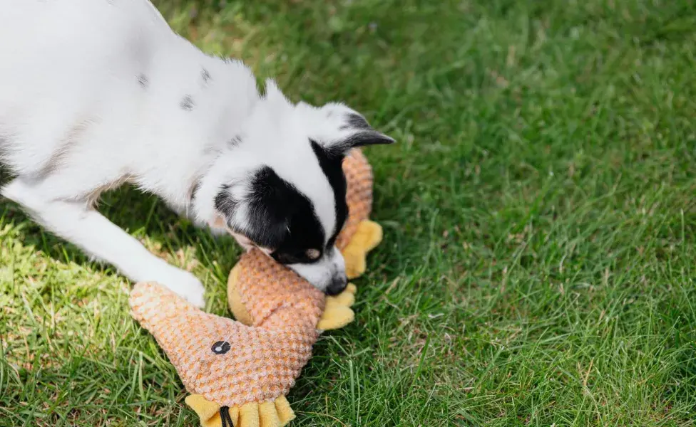 El perro reduce su ansiedad al morder sus juguetes.