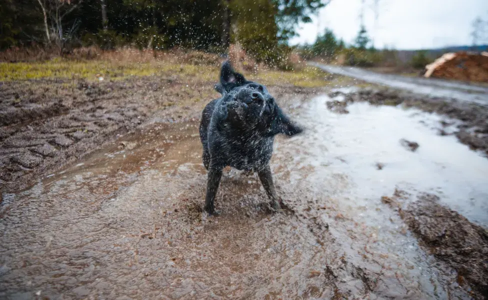 Observa el interior de las orejas de tu perro al menos una vez por semana 